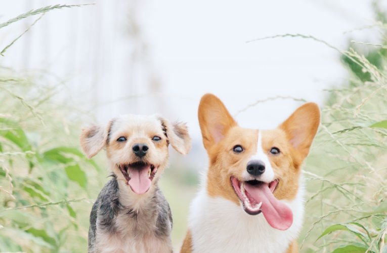 Preventing Home Dog Fights in Charleston