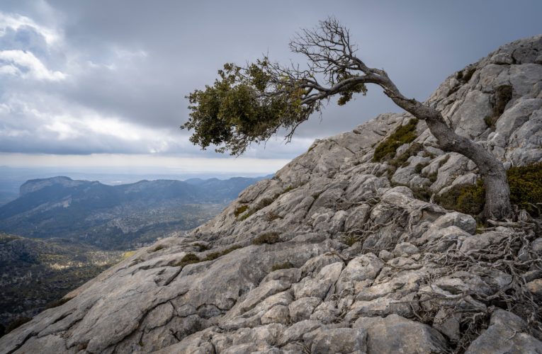 Charleston: The Importance of Resilience in Overcoming Trauma